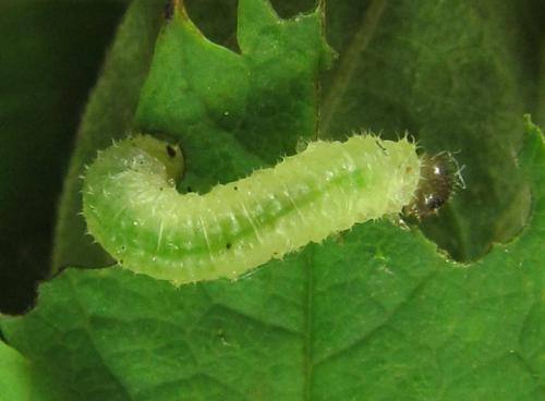 Blennocampa phyllocolpa