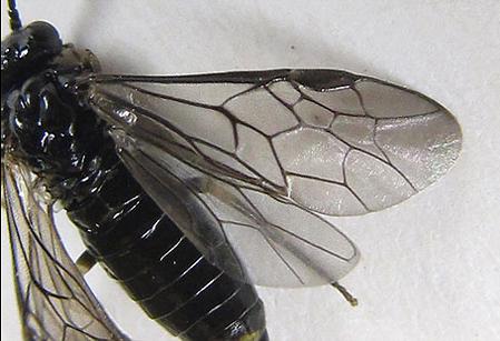Claremontia alternipes