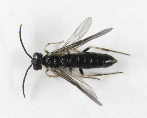 Ametastegia carpini