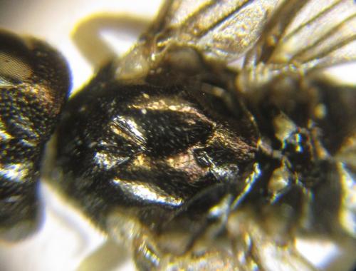 Ametastegia carpini