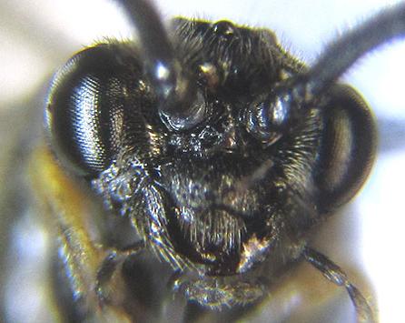 Claremontia tenuicornis