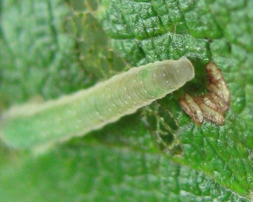 Ametastegia sp.