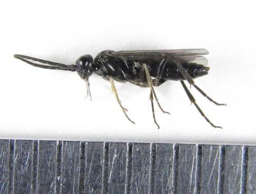Ametastegia carpini