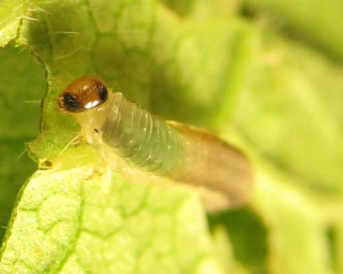 Ametastegia carpini