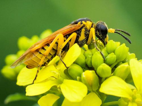 Elinora baetica dominiquei