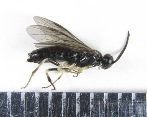 Ametastegia carpini