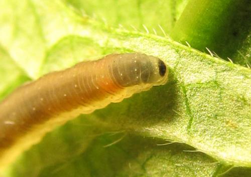 Ametastegia carpini
