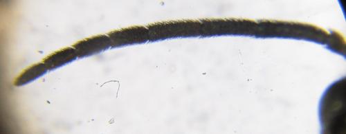 Ametastegia carpini