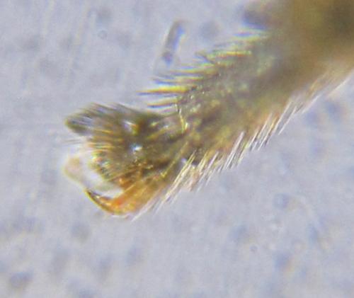 Ametastegia carpini