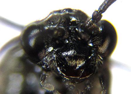 Réf. 227 027 : Claremontia alternipes