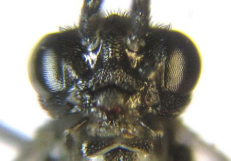 Réf. 227 242 : Ametastegia carpini