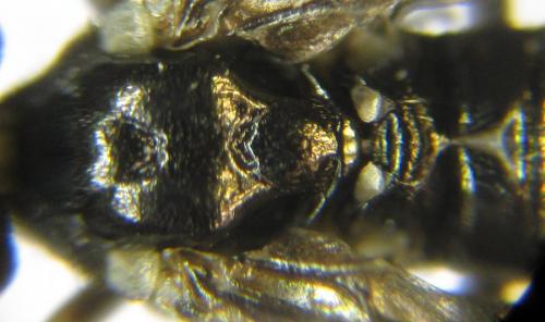 Ametastegia carpini