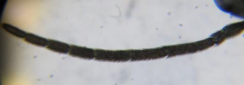 Ametastegia carpini