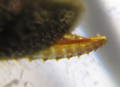 Ametastegia carpini