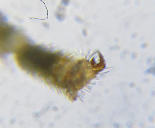Ametastegia carpini