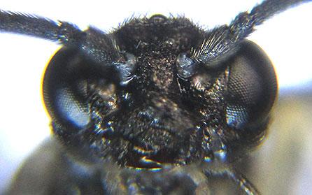 Ametastegia carpini
