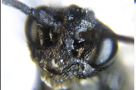 Ametastegia carpini