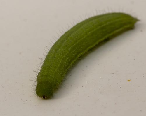 Satyrinae