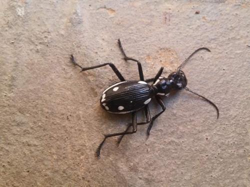 Anthia sp.