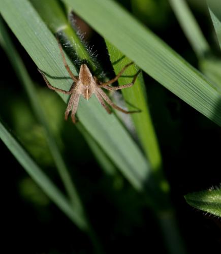 Pisaura mirabilis
