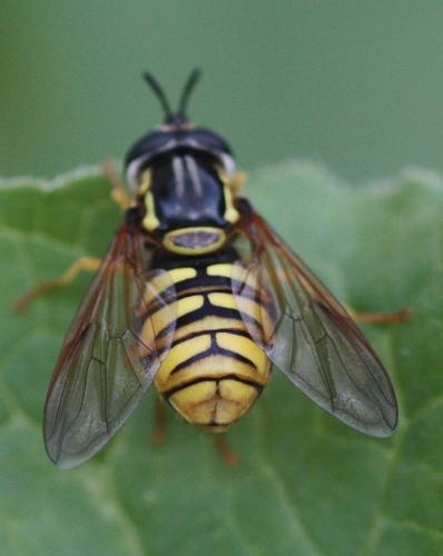 Réf. 227 909 : Chrysotoxum cautum