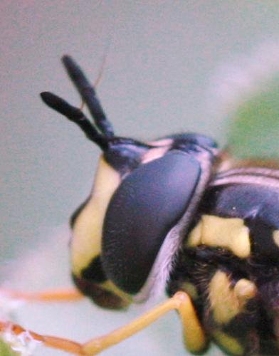 Réf. 227 911 : Chrysotoxum cautum