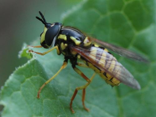 Réf. 227 910 : Chrysotoxum cautum