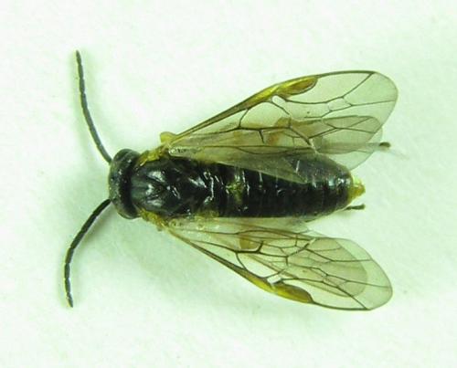 Réf. 227 982 : Pristiphora punctifrons