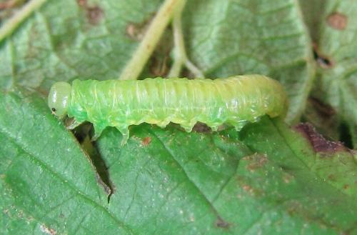 Réf. 227 013 : Monophadnoides rubi