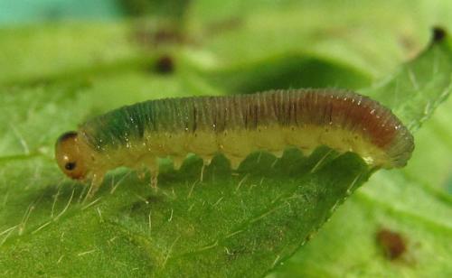 Ametastegia carpini