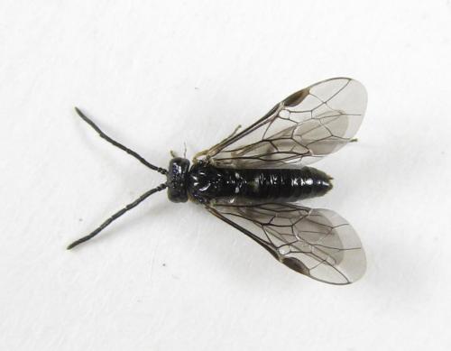 Claremontia tenuicornis