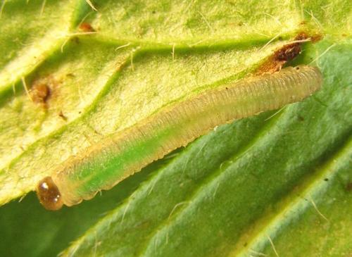 Ametastegia carpini