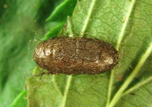 Réf. 227 883 : Pristiphora pallidiventris