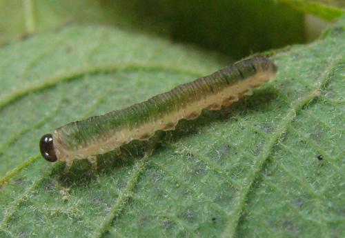 Ametastegia sp.