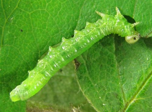 Réf. 227 974 : Pristiphora punctifrons