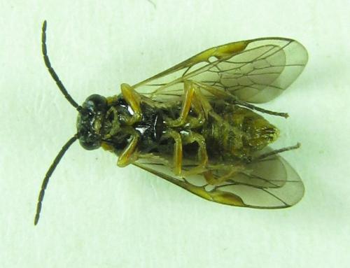 Réf. 227 983 : Pristiphora punctifrons