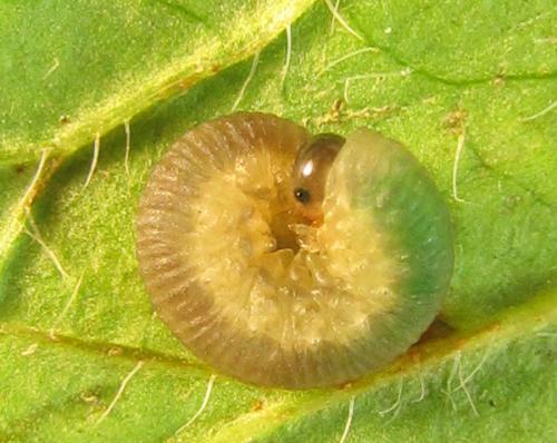 Réf. 227 208 : Ametastegia carpini