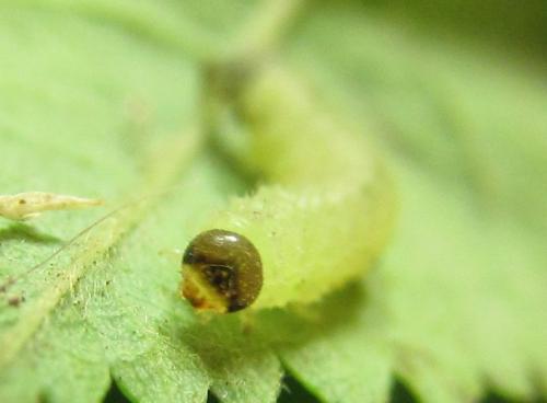 Blennocampa phyllocolpa