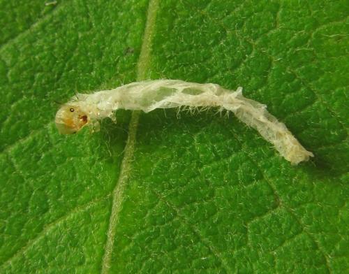 Claremontia tenuicornis
