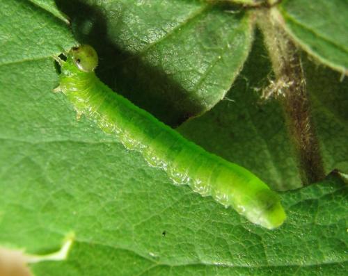 Réf. 227 975 : Pristiphora punctifrons