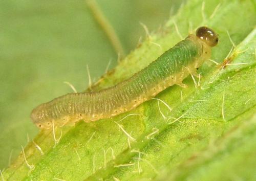 Ametastegia carpini