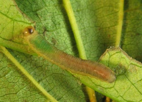 Ametastegia carpini