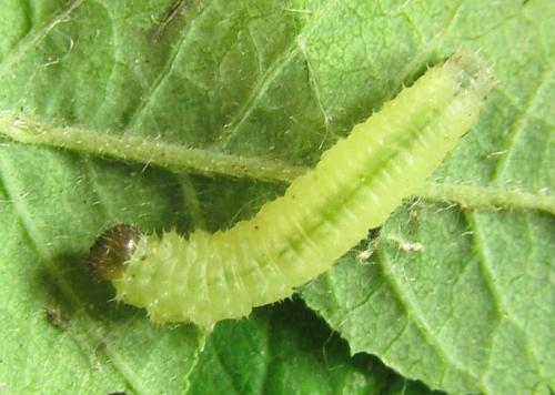 Réf. 227 347 : Blennocampa phyllocolpa
