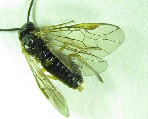 Réf. 227 984 : Pristiphora punctifrons