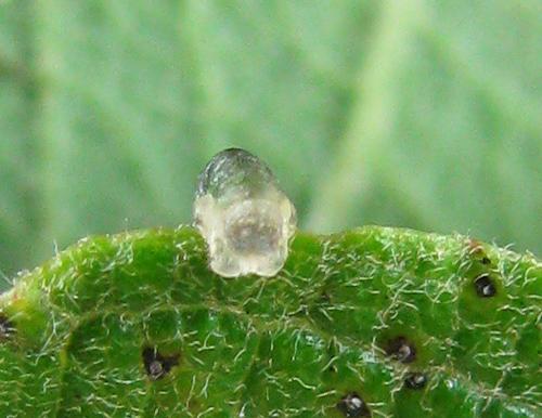 Ametastegia sp.