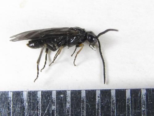 Claremontia tenuicornis