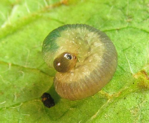 Ametastegia carpini