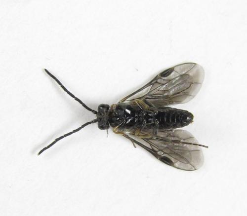 Claremontia tenuicornis