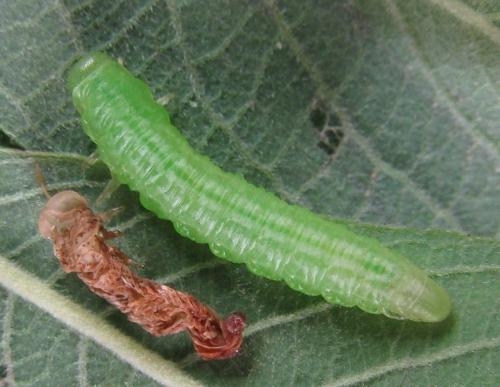 Euura stenogaster