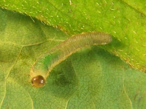 Ametastegia carpini
